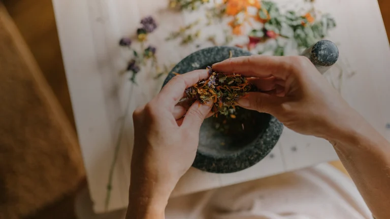 Les adaptogènes : ces plantes qui accompagnent la vitalité au quotidien