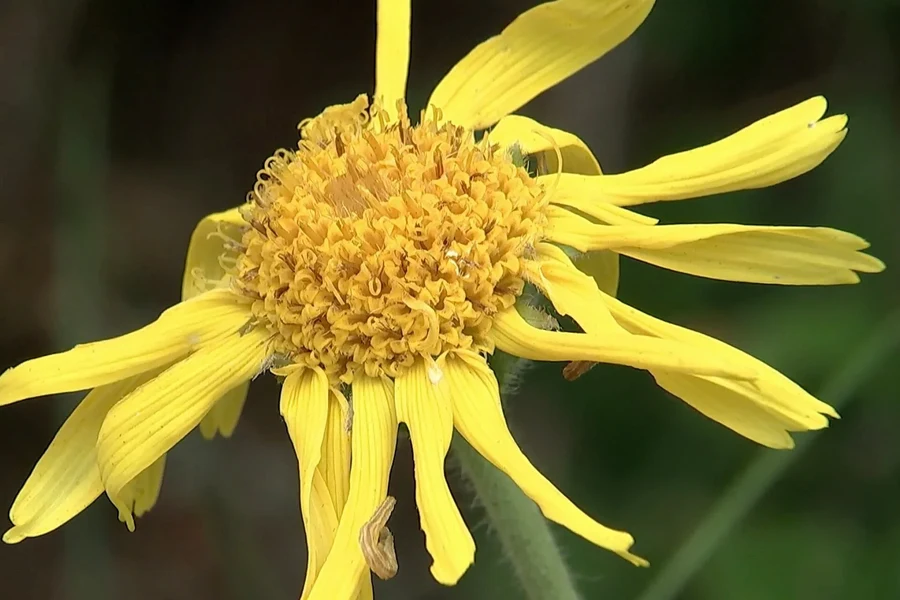 Fleur d'arnica des montagnes, capitule jaune