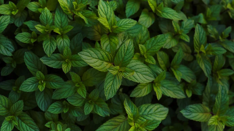 Feuilles de menthe poivrée vues de dessus
