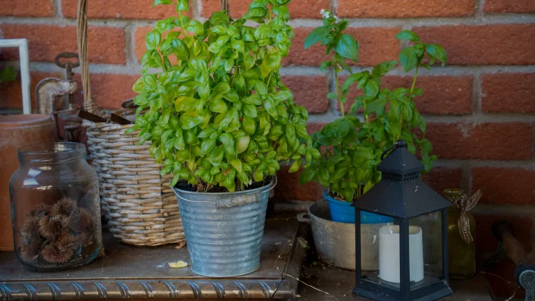 Basilic en pot et lanterne avec une bougie sur un meuble de terrasse