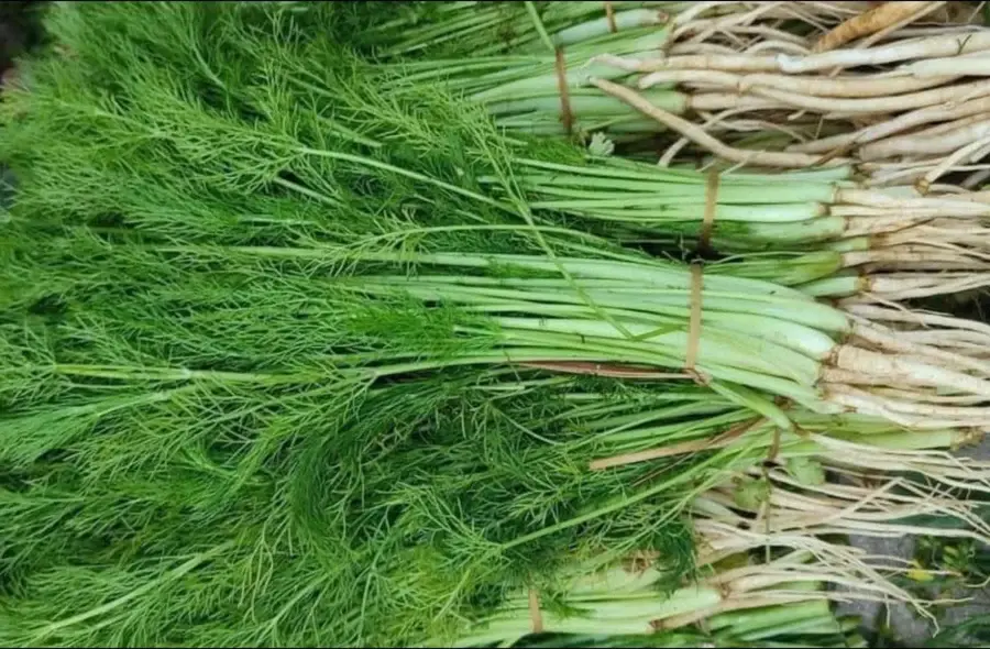 Bottes de fenouil frais, plante dont les graines servent aux tisanes d’allaitement