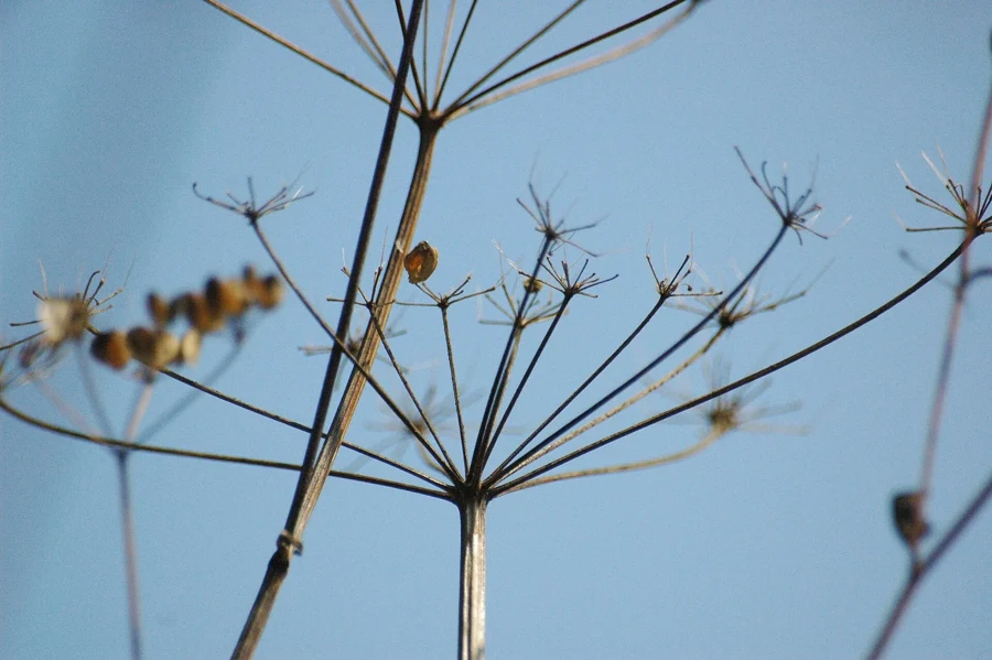 Ombelles de fenouil portant leurs fruits secs sur fond de ciel