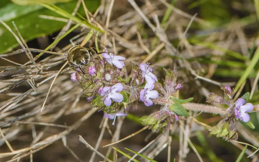 Fleurs de thym sauvage dans une prairie sèche