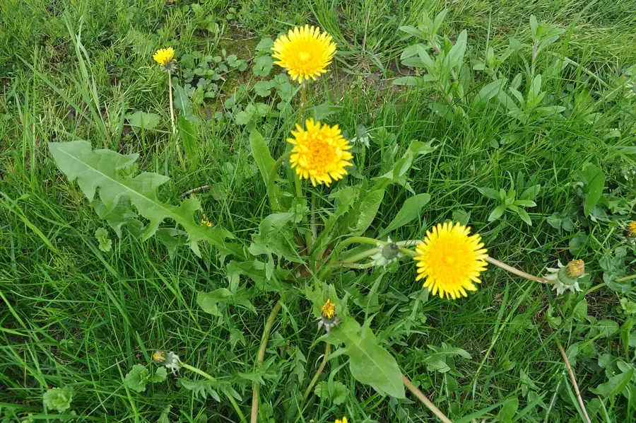 Pissenlit en fleur et ses feuilles dentées dans une prairie, plante utilisée pour la tisane