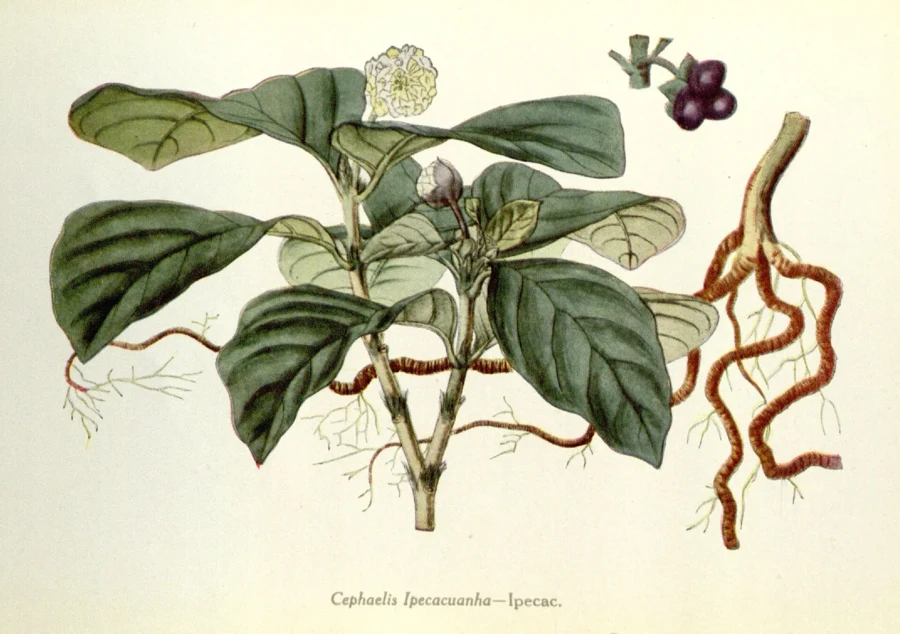 Planche botanique ancienne de l'ipécacuanha, feuilles, fleur, baies et racines annelées